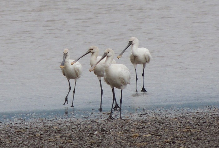 Spoonbill