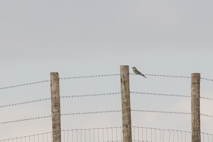 Bee-eater