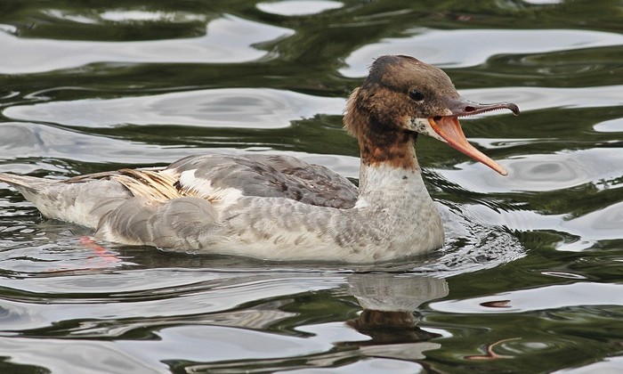 Goosander