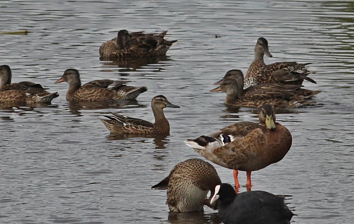 Garganey