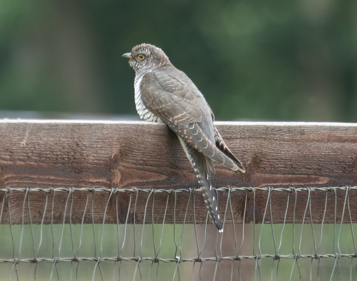 Cuckoo