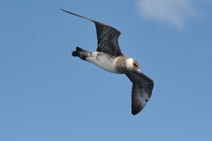 Pomarine Skua