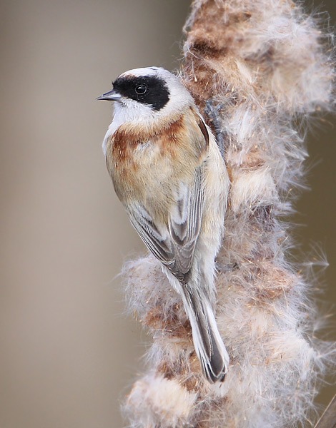 Penduline Tit