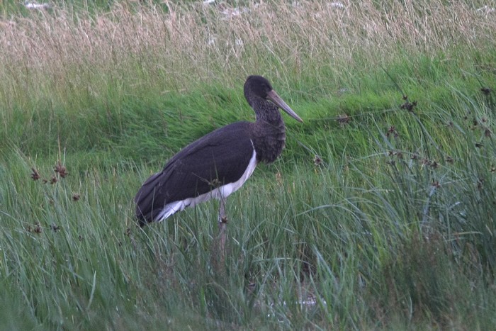 Black Stork