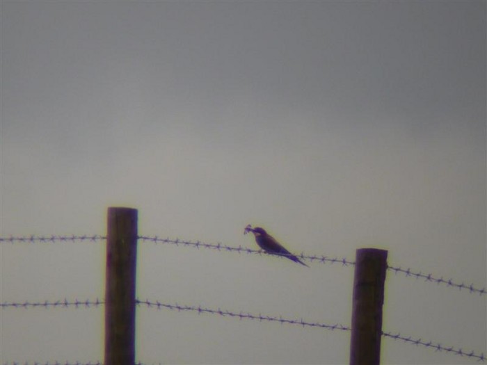 Bee-eater