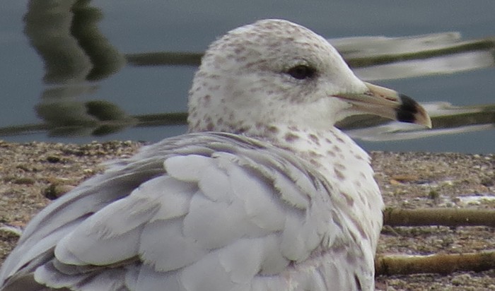 Ring-billed Gull