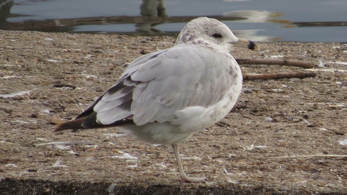 Ring-billed Gull