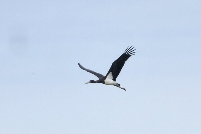 Black Stork