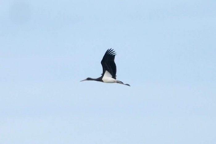 Black Stork