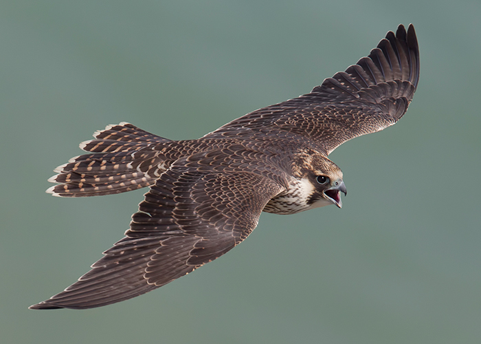 Peregrine
