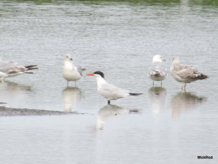 Caspian Tern