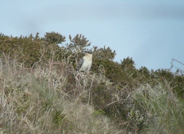 Great Spotted Cuckoo