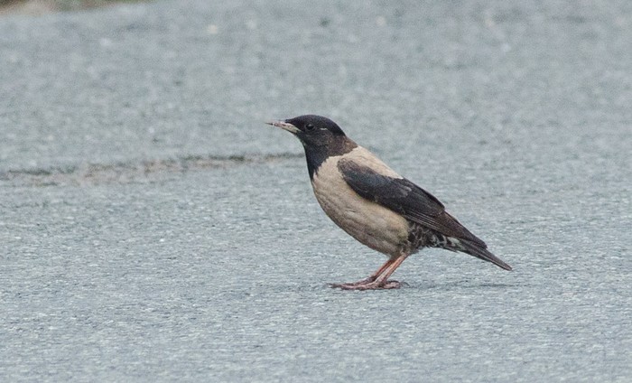 Rose-coloured Starling