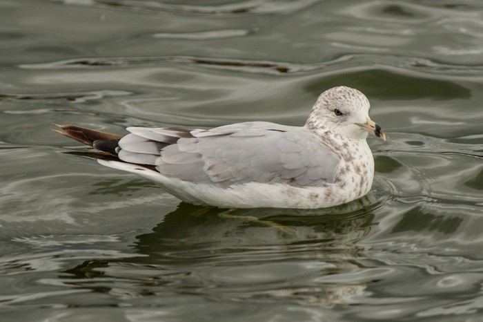 Ring-billed Gull