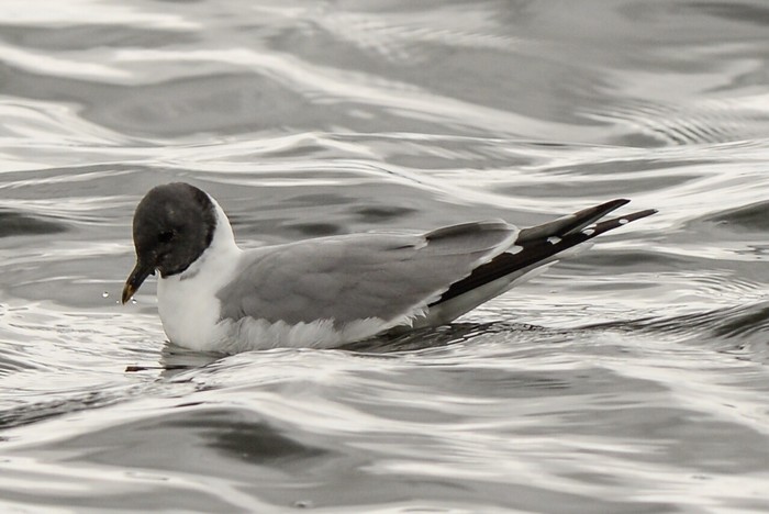 Sabine's Gull