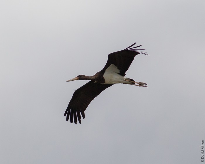 Black Stork