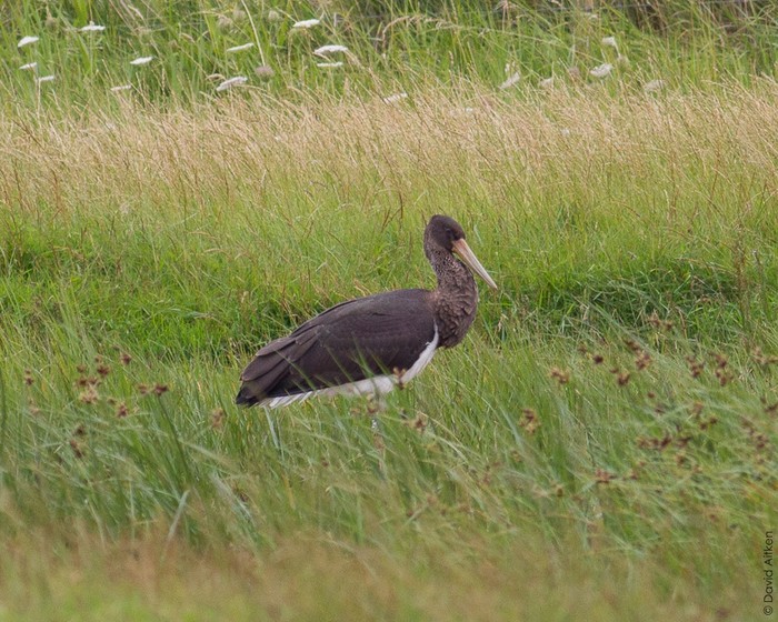Black Stork