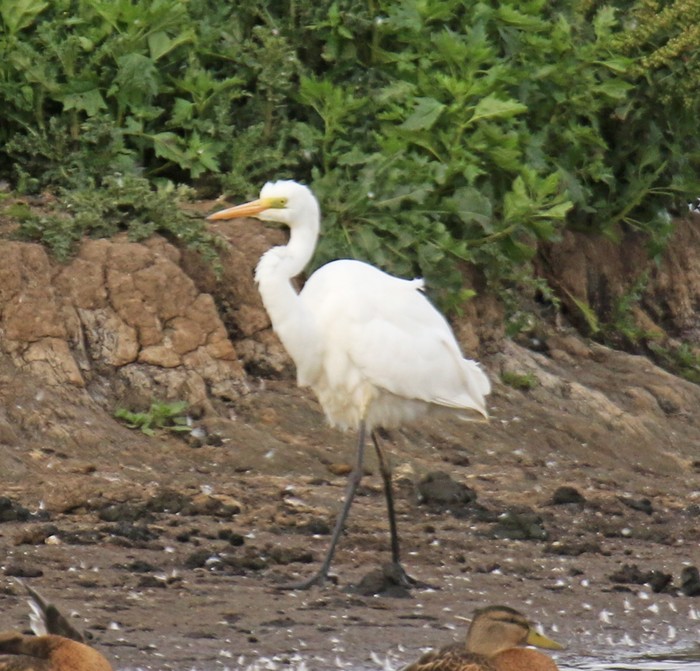 Great White Egret