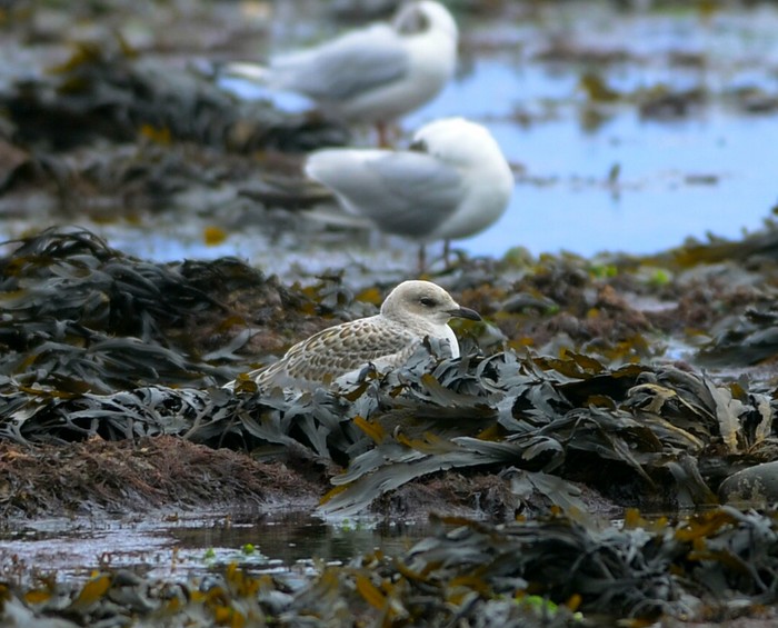 Mediterranean Gull