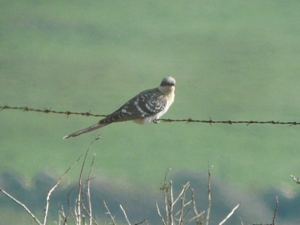 Great Spotted Cuckoo