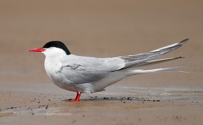 Arctic Tern