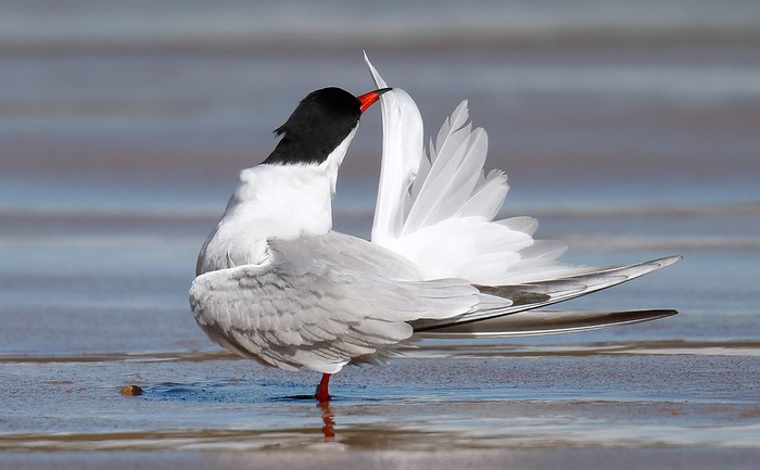 Common Tern