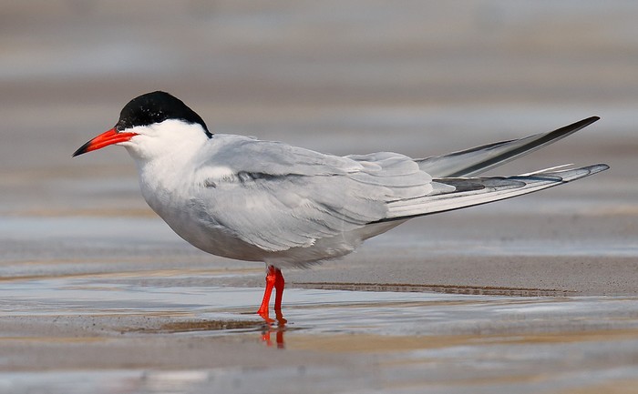 Common Tern