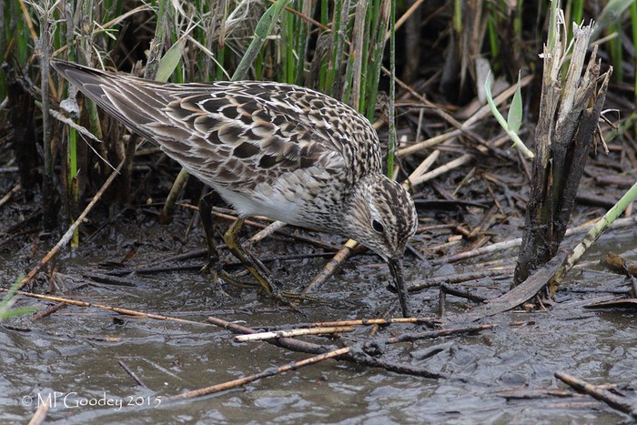 Pectoral Sandpiper