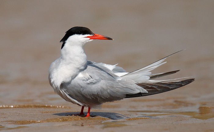 Common Tern