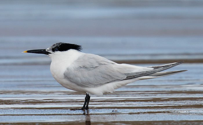 Sandwich Tern