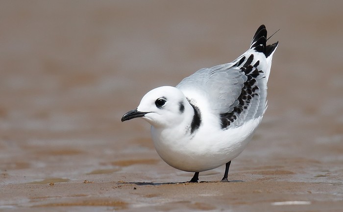 Kittiwake