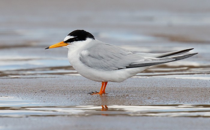 Little Tern