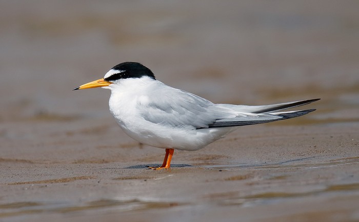 Little Tern