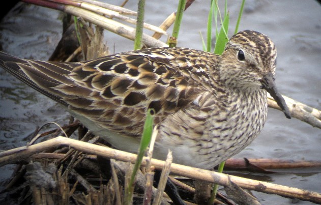 Pectoral Sandpiper