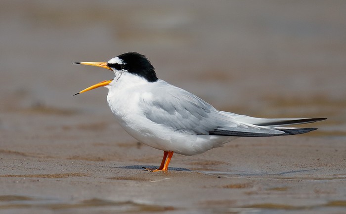 Little Tern