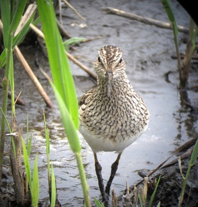 Pectoral Sandpiper