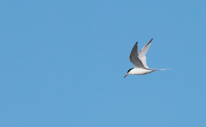 Roseate Tern