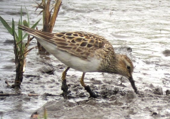 Pectoral Sandpiper