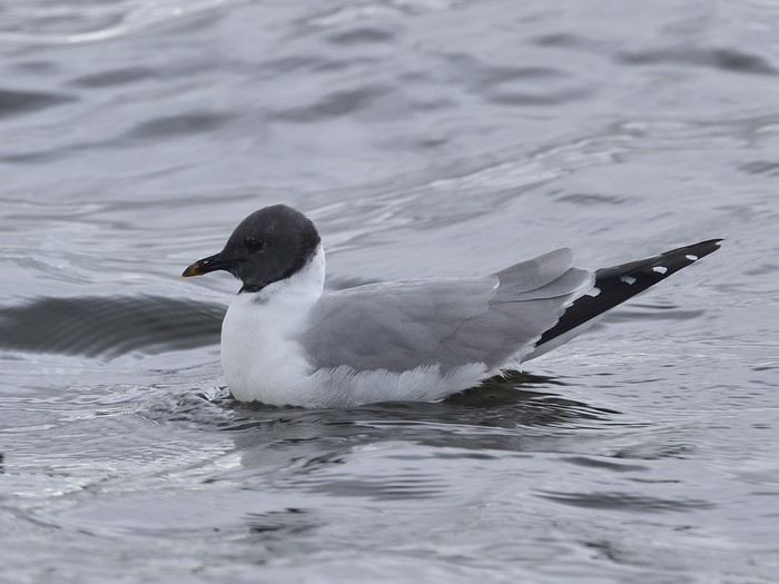 Sabine's Gull