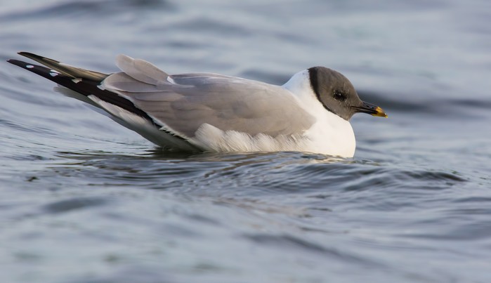 Sabine's Gull