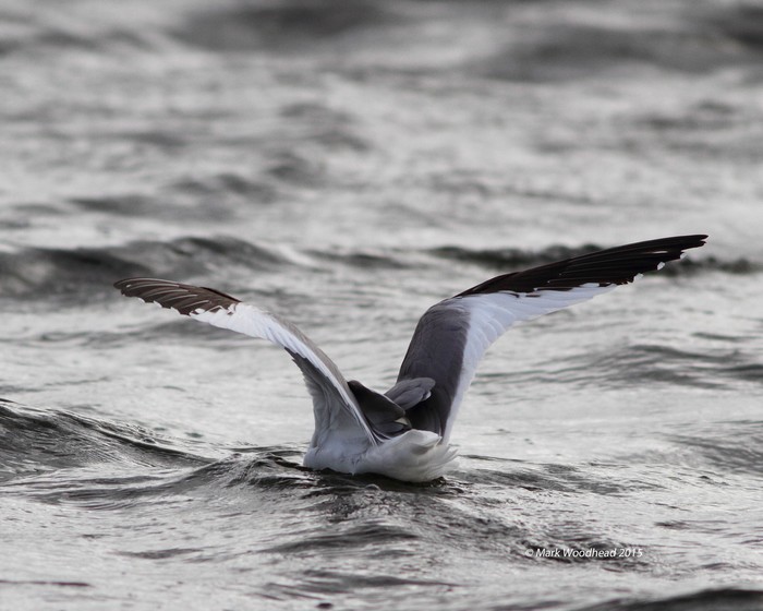 Sabine's Gull
