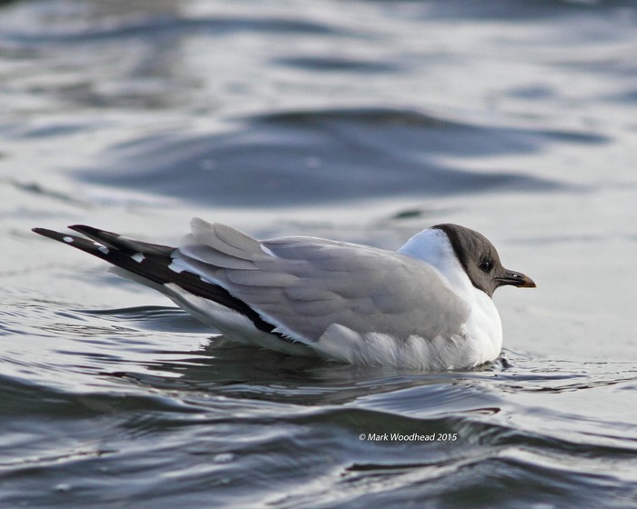 Sabine's Gull