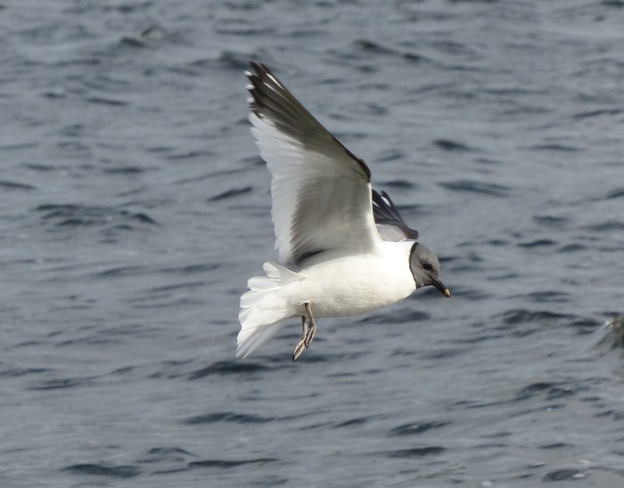 Sabine's Gull