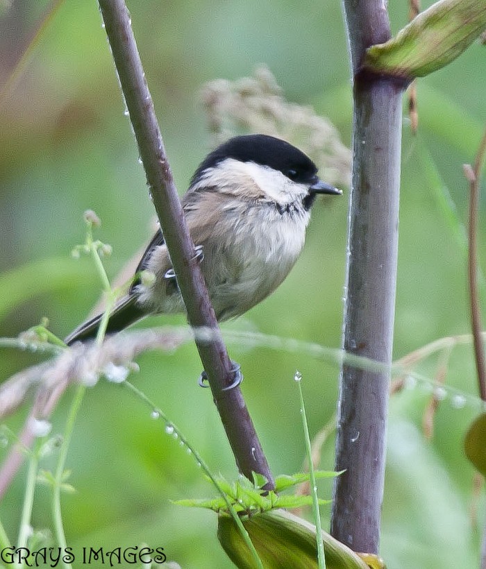 Willow Tit