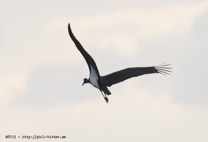 Black Stork