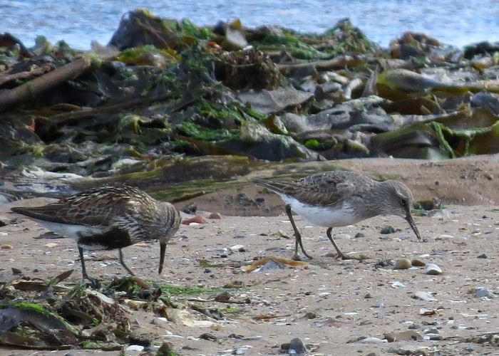 White-rumped Sandpiper