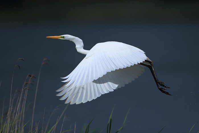 Great White Egret