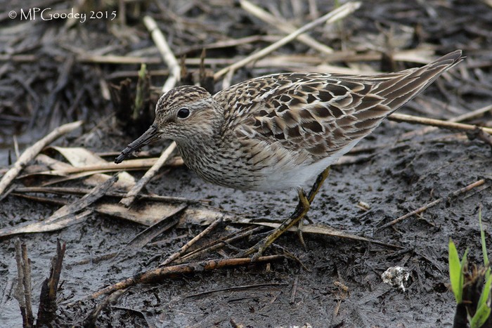 Pectoral Sandpiper