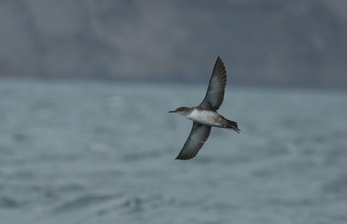 Balearic Shearwater