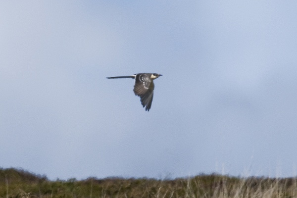Great Spotted Cuckoo